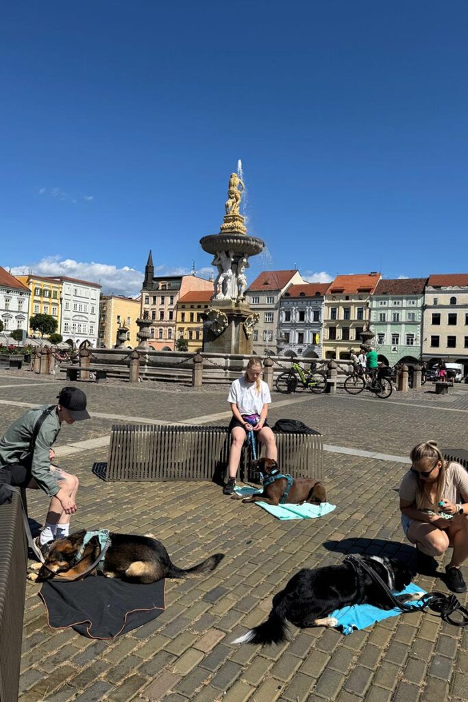 psi ceske budejovice